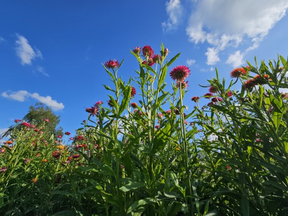 Herenboerderij - Foto: Max van NieveltHerenboerderij - Foto: Max van Nievelt