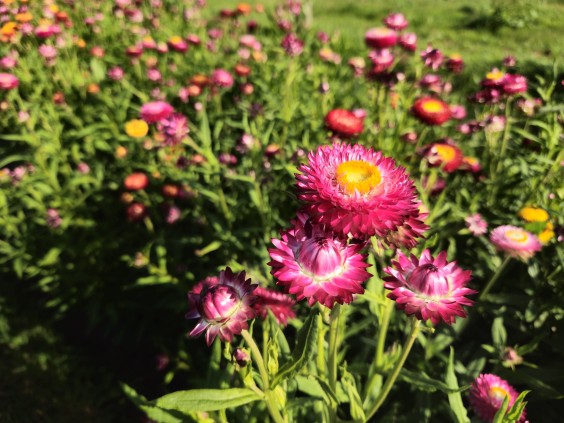 Herenboerderij - Foto: Max van Nievelt