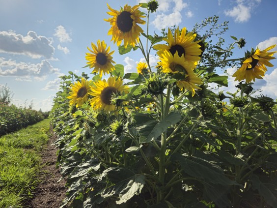 Herenboerderij - Foto: Max van Nievelt