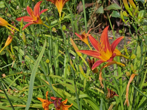 Kleurrijke bloementuin - Foto: Max van Nievelt