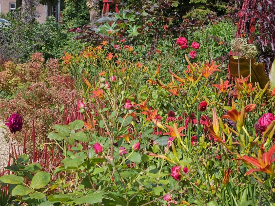 Kleurrijke bloementuin - Foto: Max van Nievelt