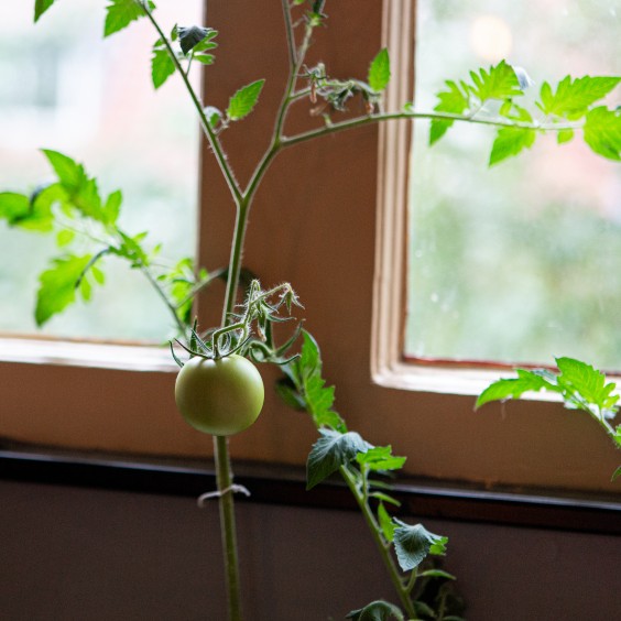 Sprookjeswatertoren Schoonhoven | Fotografie: Roos Eijmers