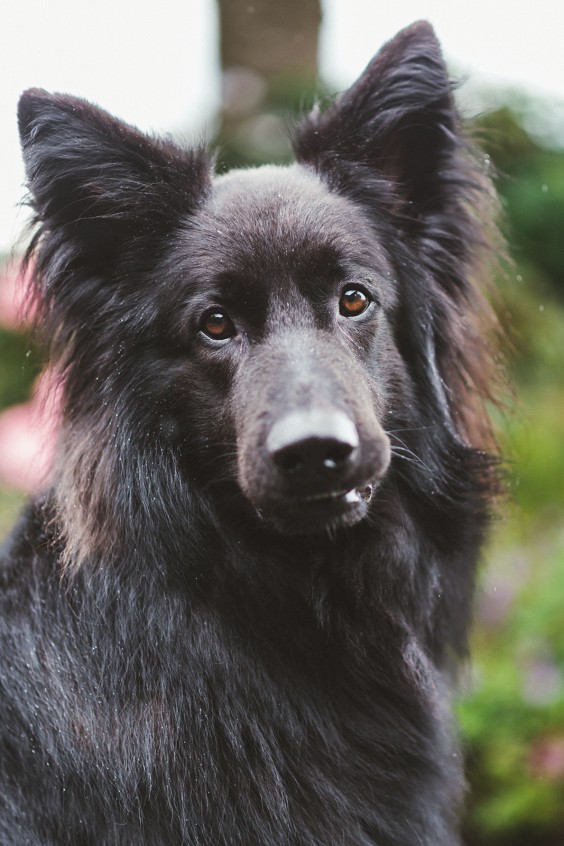 Hulphond Joey | Fotografie: Marjon Lukje