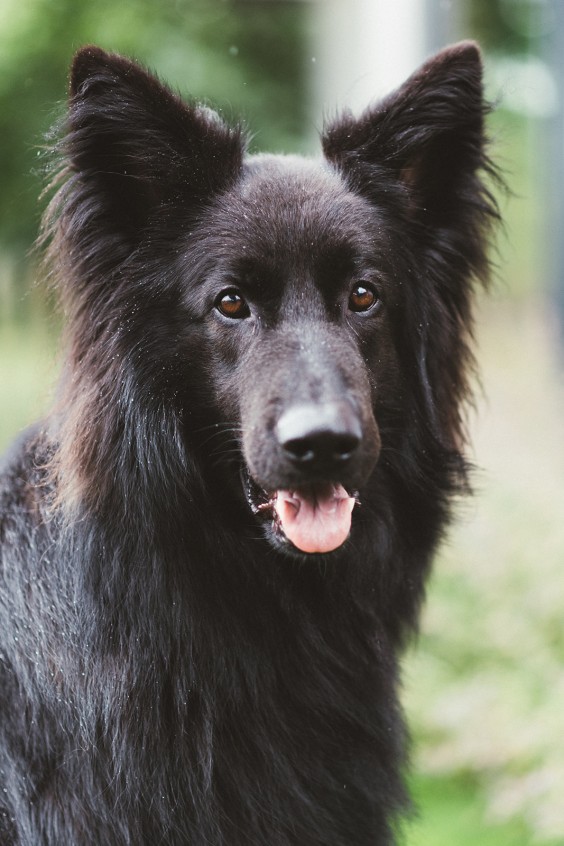Hulphond Joey | Fotografie: Marjon Lukje