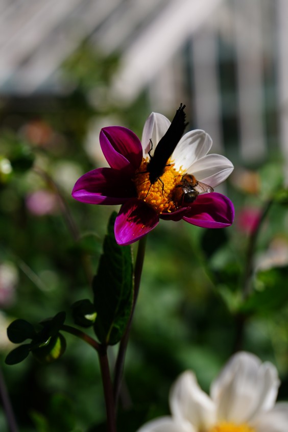 Kleurrijke bloementuin - Foto: Jitske de Vries