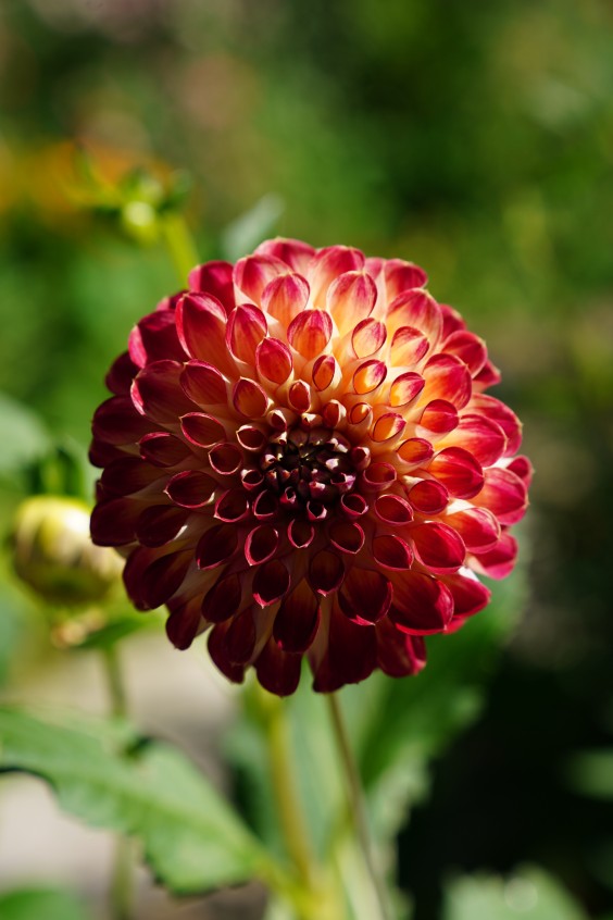 Kleurrijke bloementuin - Foto: Jitske de Vries