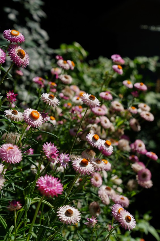 Kleurrijke bloementuin - Foto: Jitske de Vries
