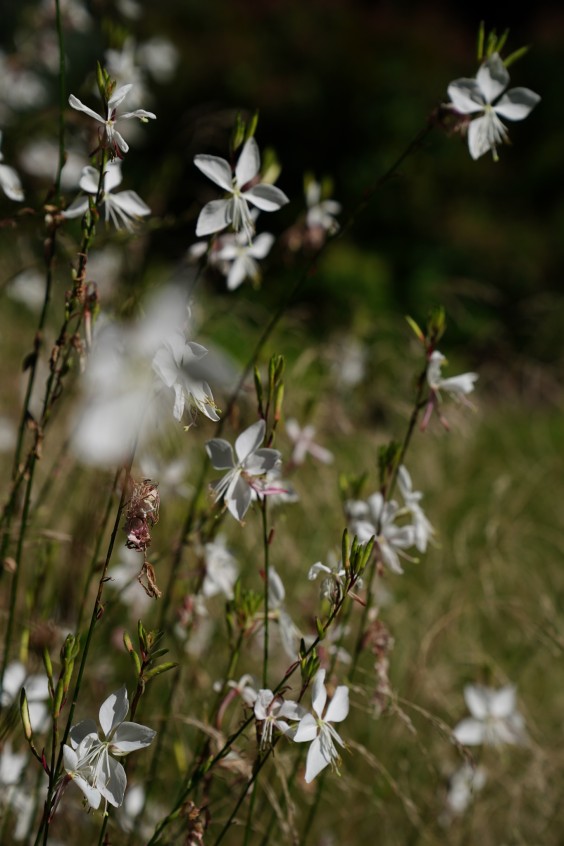 Kleurrijke bloementuin - Foto: Jitske de Vries