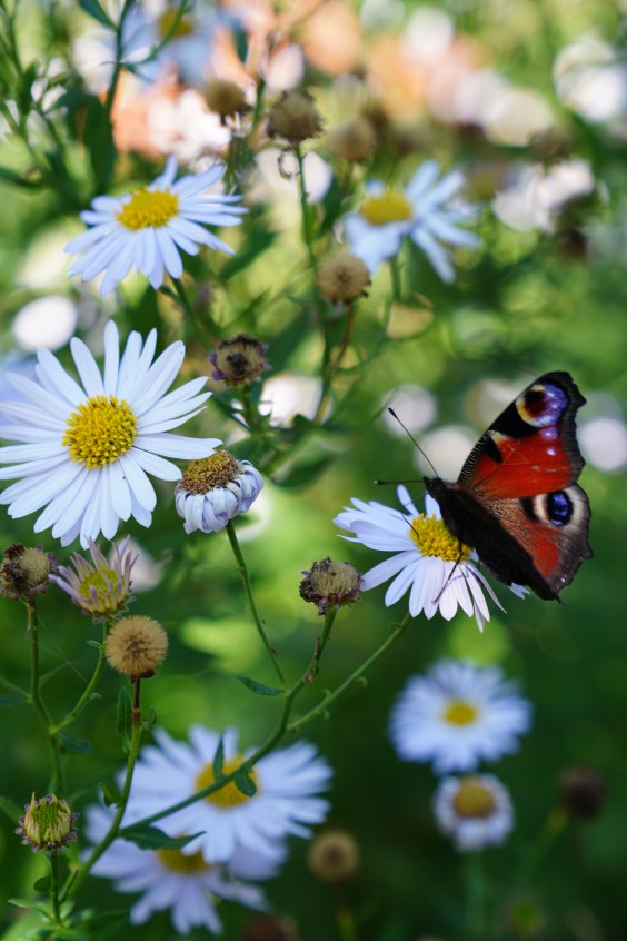 Kleurrijke bloementuin - Foto: Jitske de Vries
