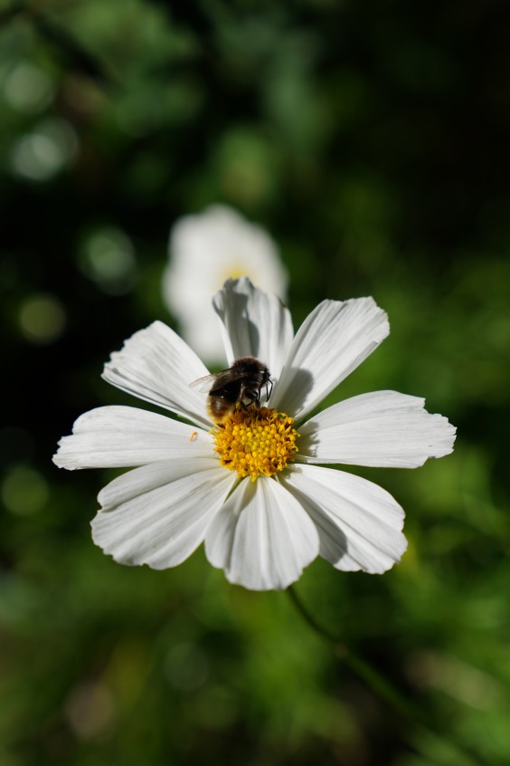 Kleurrijke bloementuin - Foto: Jitske de Vries
