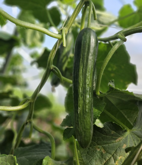 Herenboerderij - Foto: Max van Nievelt