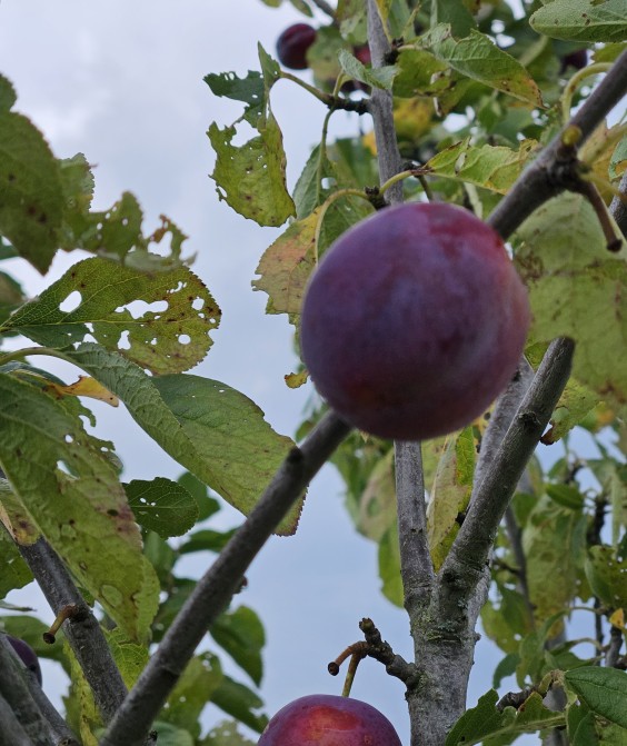 Herenboerderij - Foto: Max van Nievelt