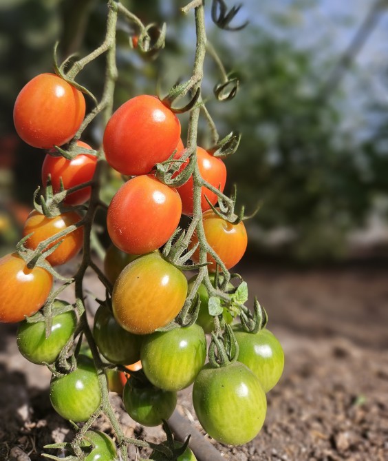 Herenboerderij - Foto: Max van Nievelt