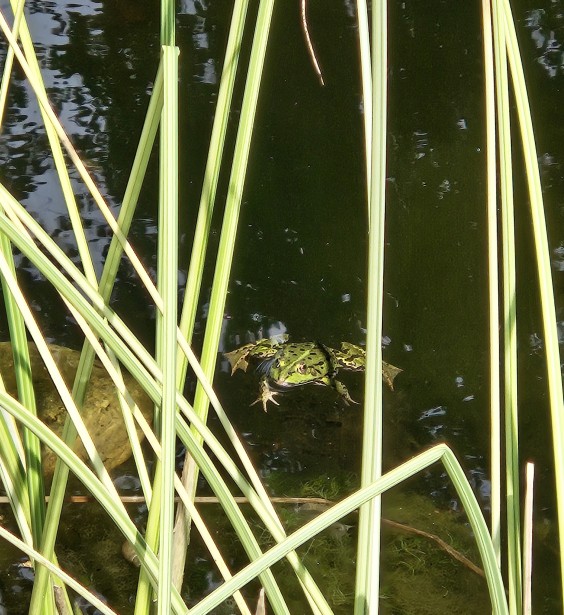 Kleurrijke bloementuin - Foto: Max van Nievelt