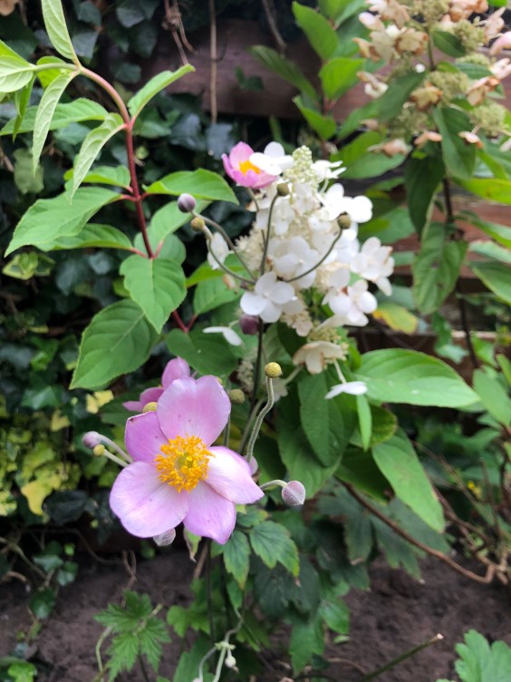 Tuinmetamorfose Niels Treffers