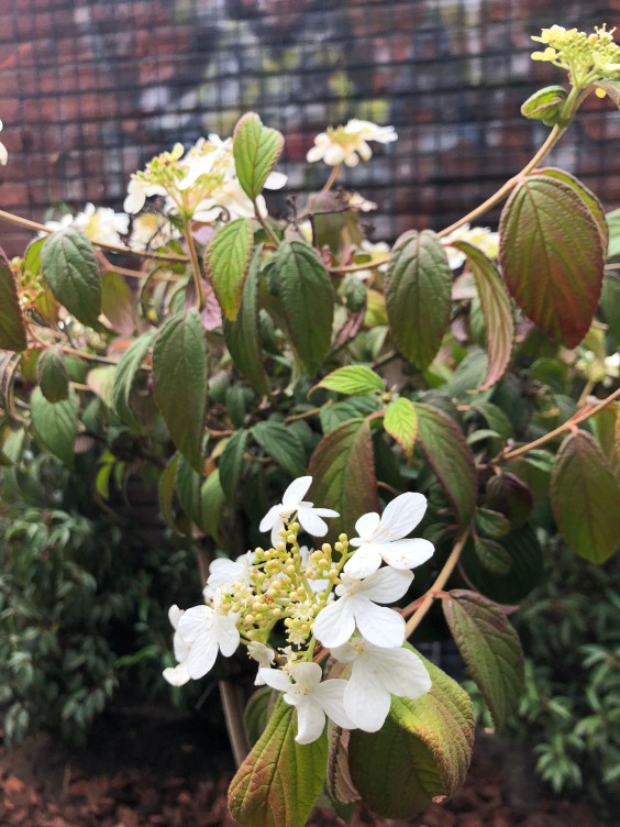 Tuinmetamorfose Niels Treffers