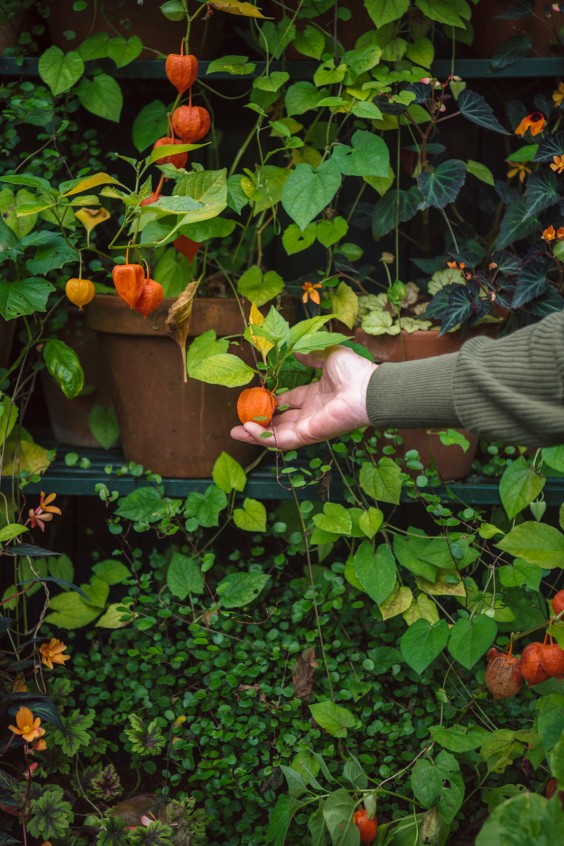 Kijk mee in de herfsttuin van Marieke Nolsen | Foto: Liesbeth Disbergen
