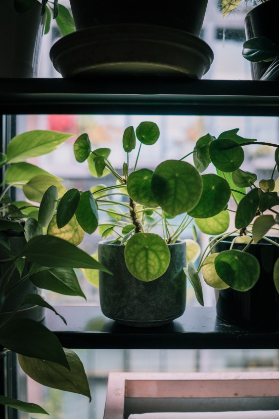 Excentrieke etagewoning Amsterdam - Foto: Sheena Schouwink