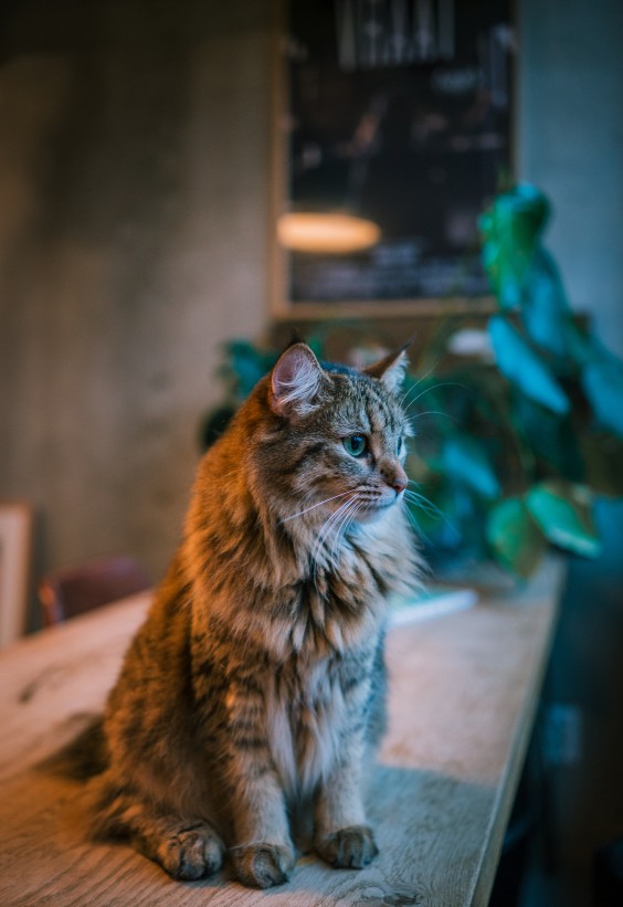 Excentrieke etagewoning Amsterdam - Foto: Sheena Schouwink