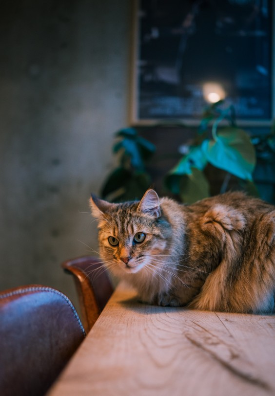 Excentrieke etagewoning Amsterdam - Foto: Sheena Schouwink