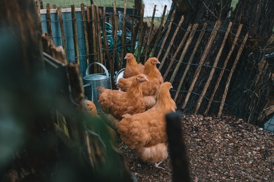 Stolpboerderij in kerstsfeer | Fotografie: Sheena Schouwink