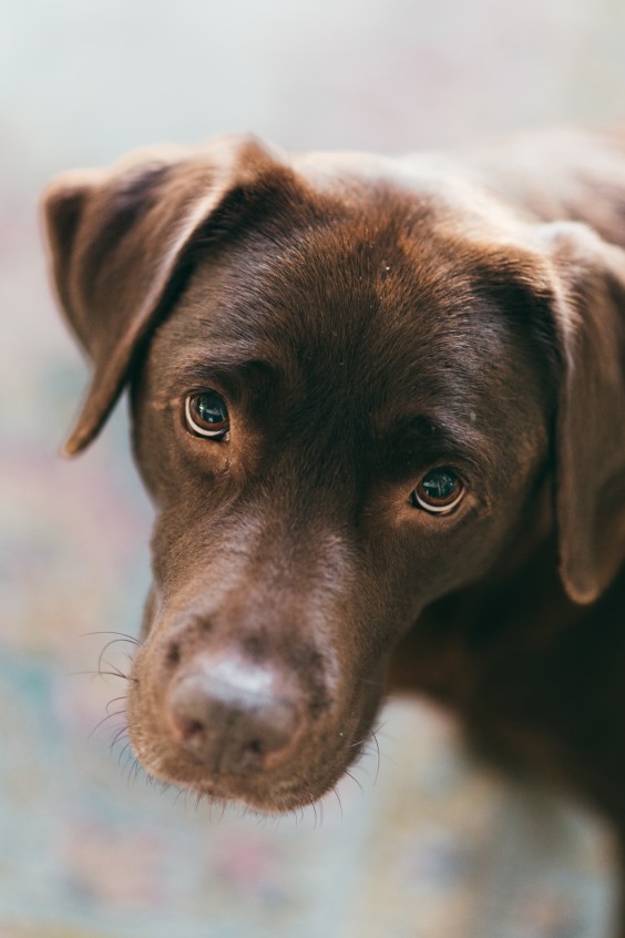 Landelijk schuurhuis | Fotografie: Marjon Lukje