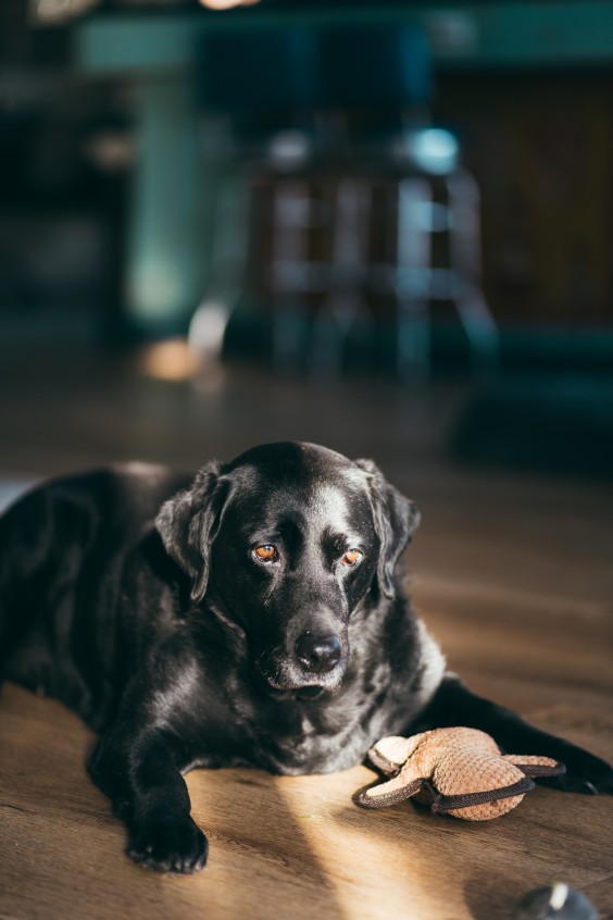 Landelijk schuurhuis | Fotografie: Marjon Lukje