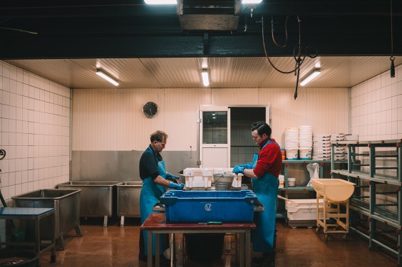 Visrokerij IJmuiden | Fotografie: Sheena Schouwink