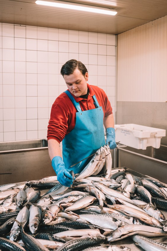 Visrokerij IJmuiden | Fotografie: Sheena Schouwink