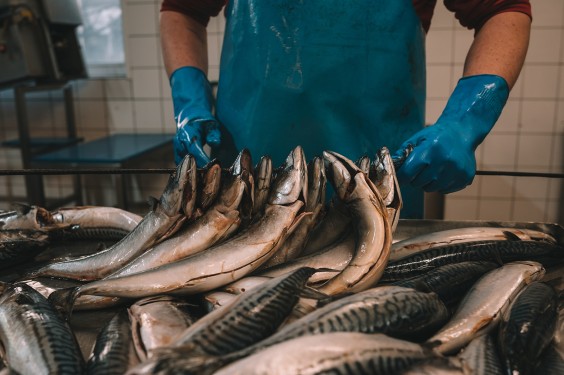 Visrokerij IJmuiden | Fotografie: Sheena Schouwink