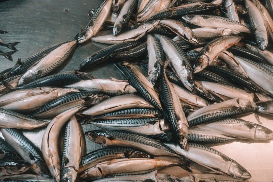 Visrokerij IJmuiden | Fotografie: Sheena Schouwink