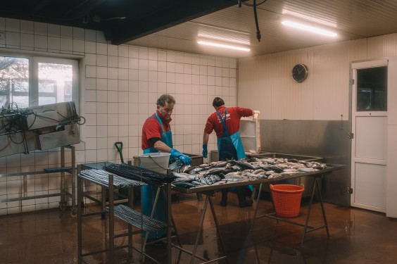 Visrokerij IJmuiden | Fotografie: Sheena Schouwink