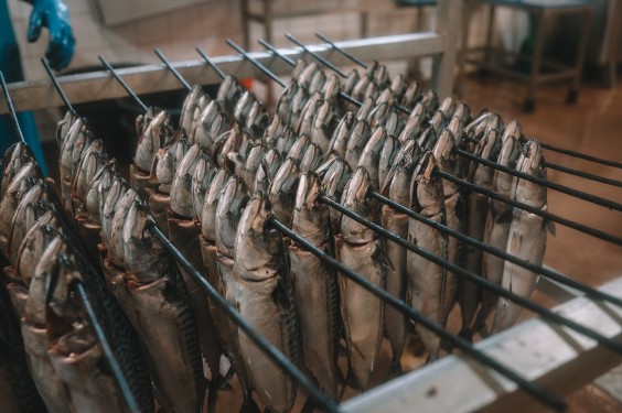 Visrokerij IJmuiden | Fotografie: Sheena Schouwink