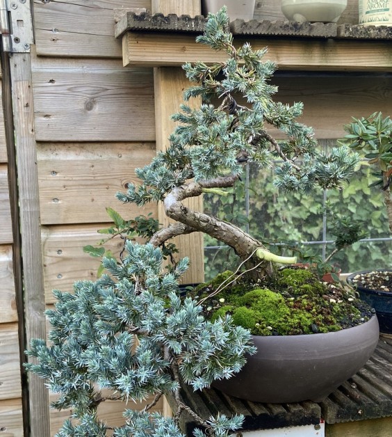 bonssai 2| Alex Slingerland