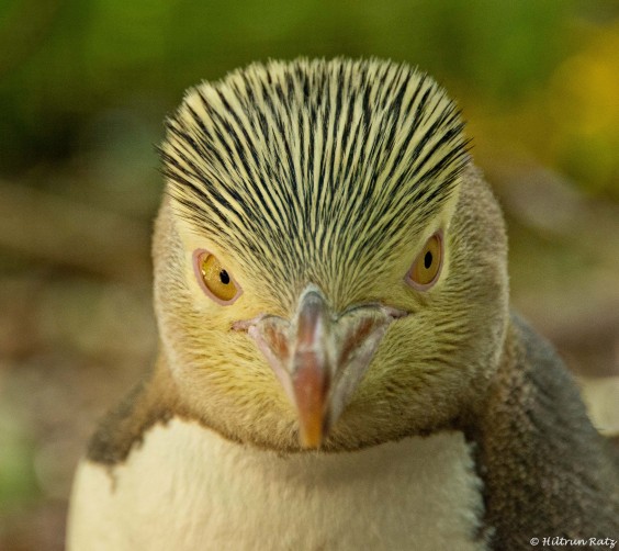 Pinguïn | Foto: Marcel Haenen.jpeg