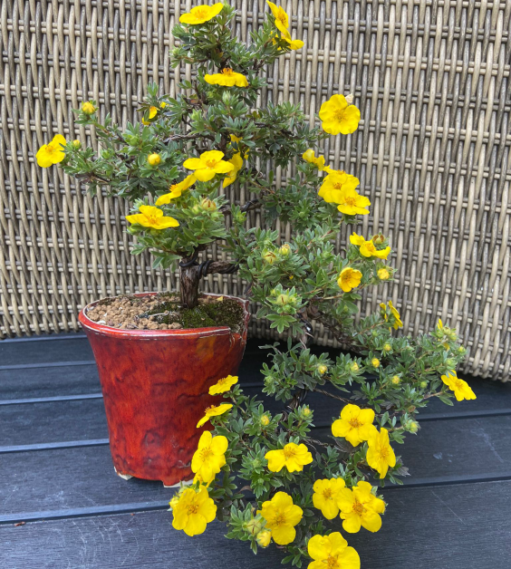 bonssai 3| Alex Slingerland