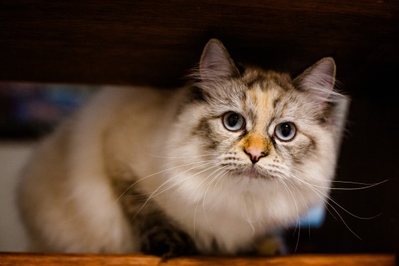 Turkse schilderkunst op keramiek - Foto: Roos Eijmers