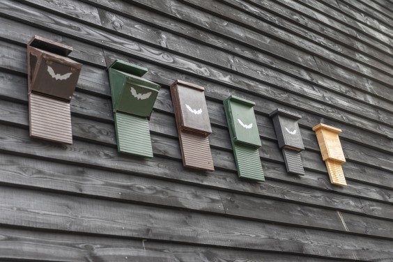 Vleermuis - Foto: Lois Koelewijn - Staatsbosbeheer