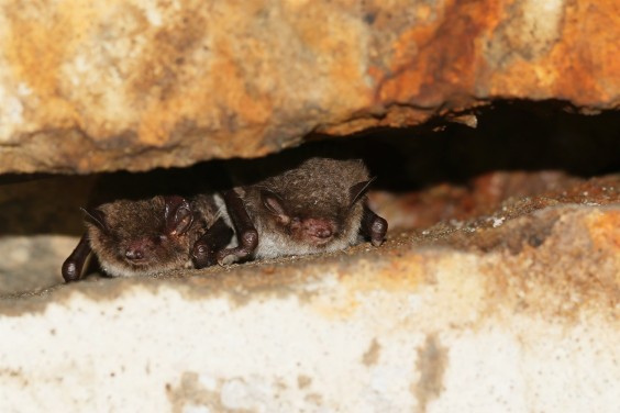 Vleermuis - Foto: Jonathan Leeuwis - Staatsbosbeheer