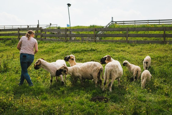 Lammetjes Bergambacht | Fotografie: Roos Eijmers