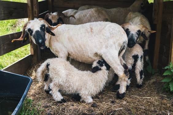 Lammetjes Bergambacht | Fotografie: Roos Eijmers