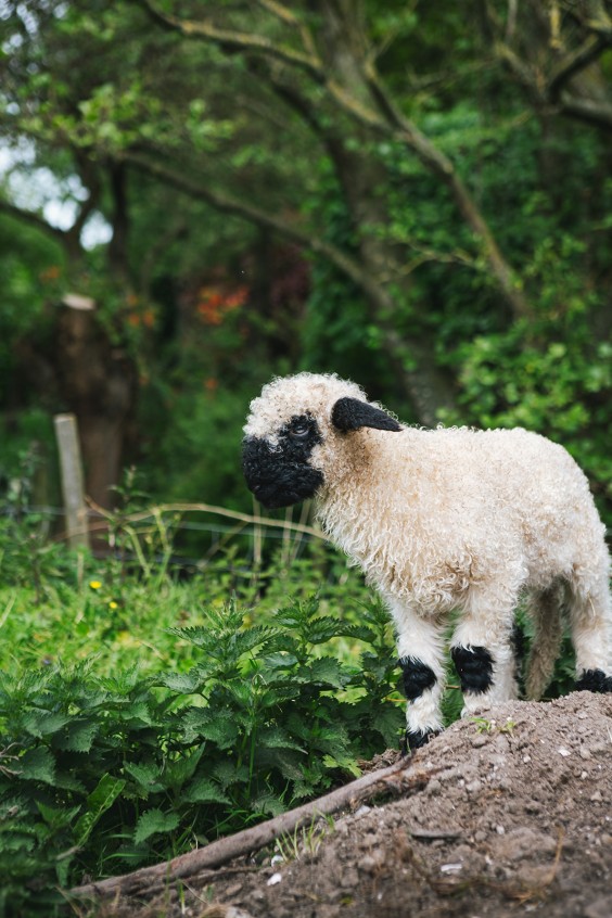 Lammetjes Bergambacht | Fotografie: Roos Eijmers