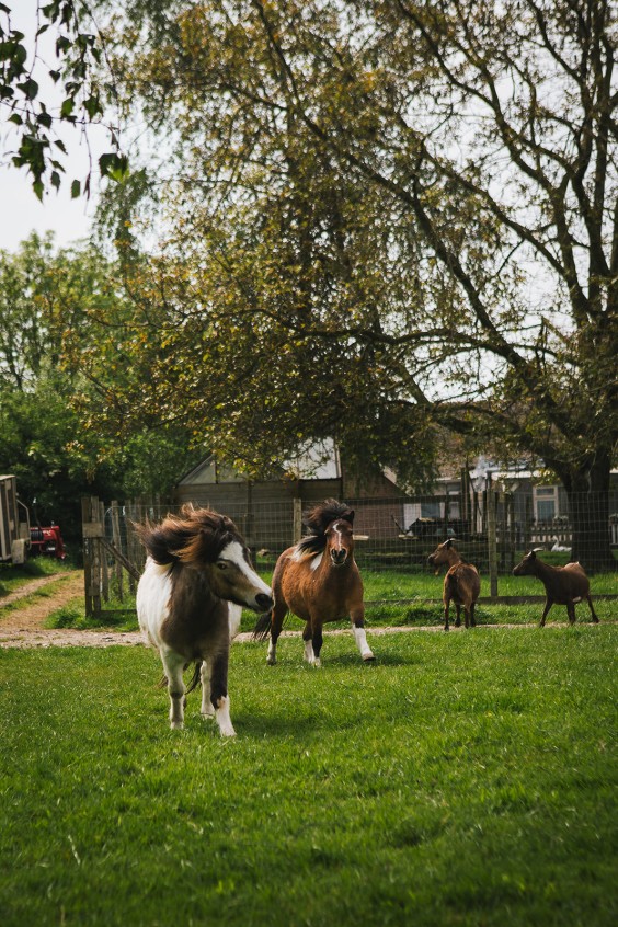 Lammetjes Bergambacht | Fotografie: Roos Eijmers