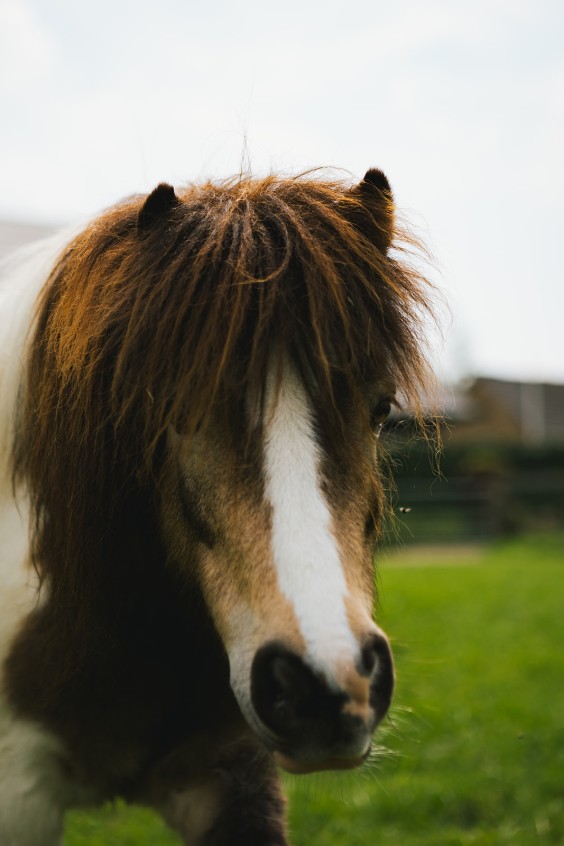 Lammetjes Bergambacht | Fotografie: Roos Eijmers