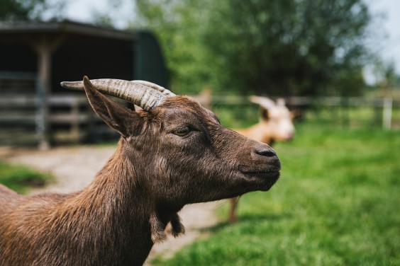 Lammetjes Bergambacht | Fotografie: Roos Eijmers