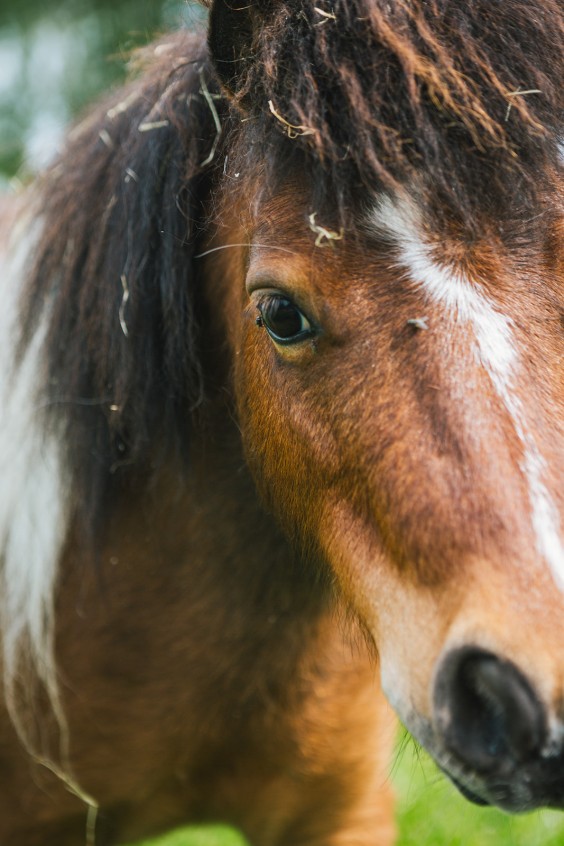 Lammetjes Bergambacht | Fotografie: Roos Eijmers