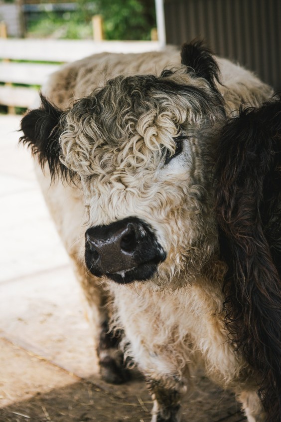 Lammetjes Bergambacht | Fotografie: Roos Eijmers
