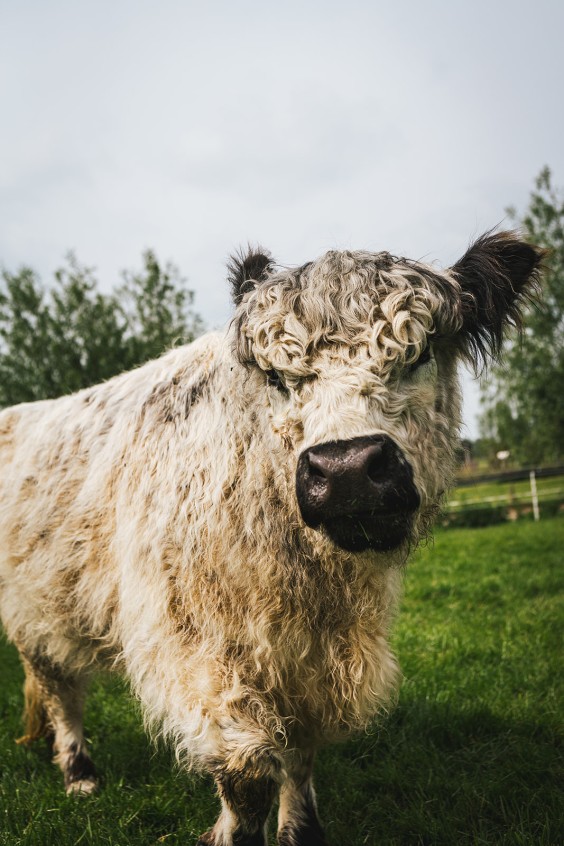 Lammetjes Bergambacht | Fotografie: Roos Eijmers