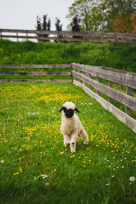 Lammetjes Bergambacht | Fotografie: Roos Eijmers