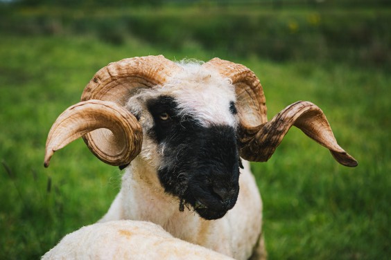 Lammetjes Bergambacht | Fotografie: Roos Eijmers